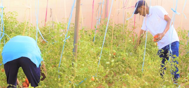 Livelihood-One Livelihood-One